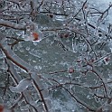 2013 Ice Storm